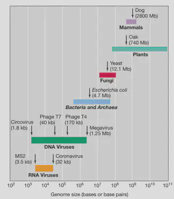 Viral genome sizes